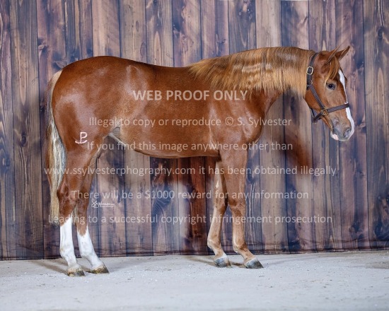 Valley Equine 2024.10.28