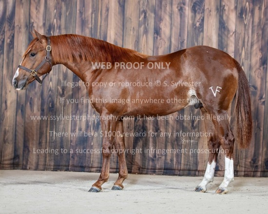 Valley Equine 2024.10.30 