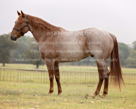 Perks, Lach 2024.11.01