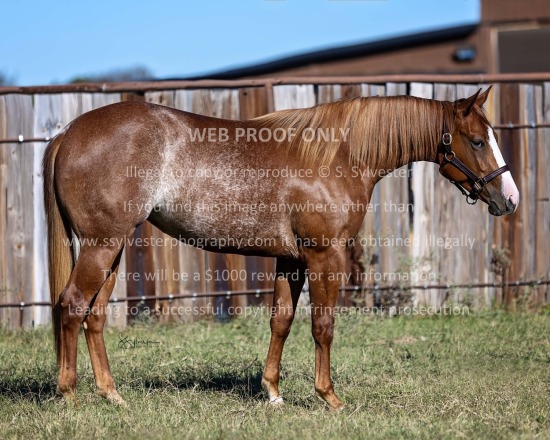 Carroll's Cutting Horses 2024.11.15