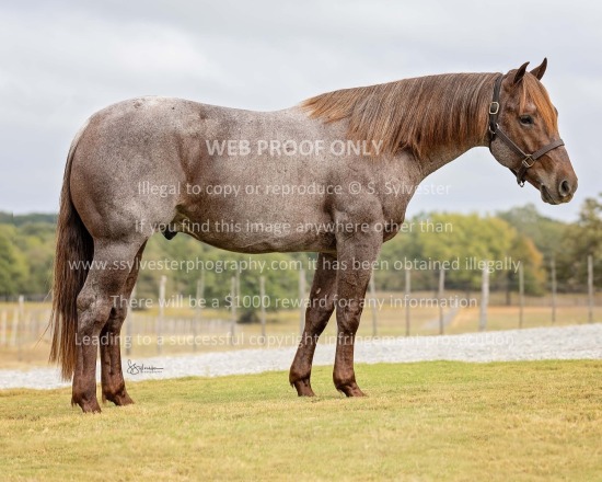 Crown Ranch 2024.11.02