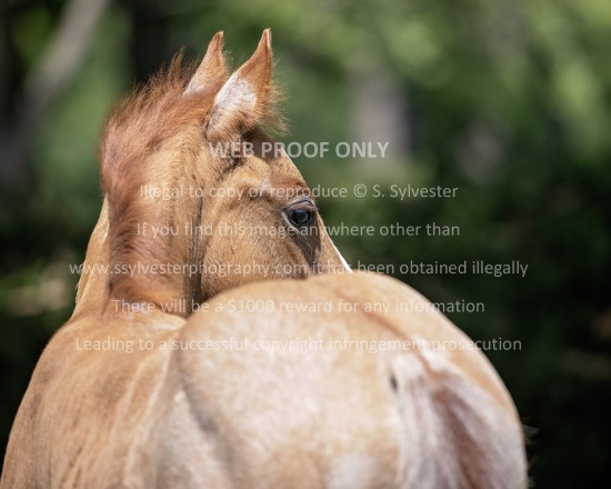 Creek Plantation 2025.07.07