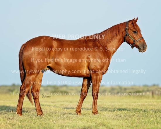 Beggs Cattle Co. - RTTR 2025.07.16