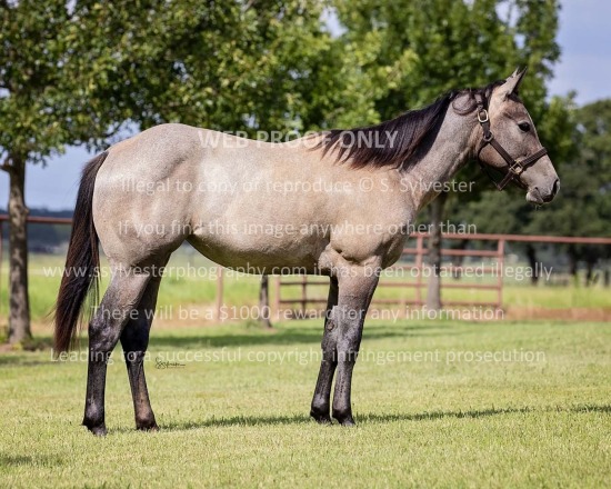 Warnken, Hayley 2025.07.11