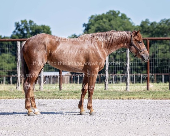 Drikas, Cat 2025.08.08