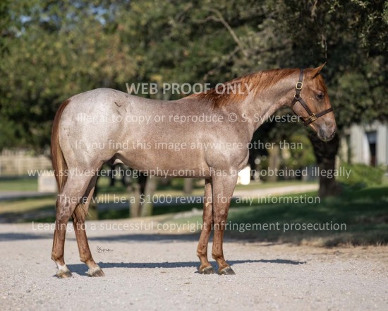 Servi Quarter Horses 2025.08.07