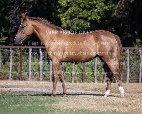 Teton Ridge 2025.08.13