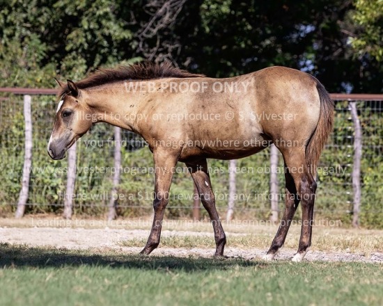 Teton Ridge 2025.08.14