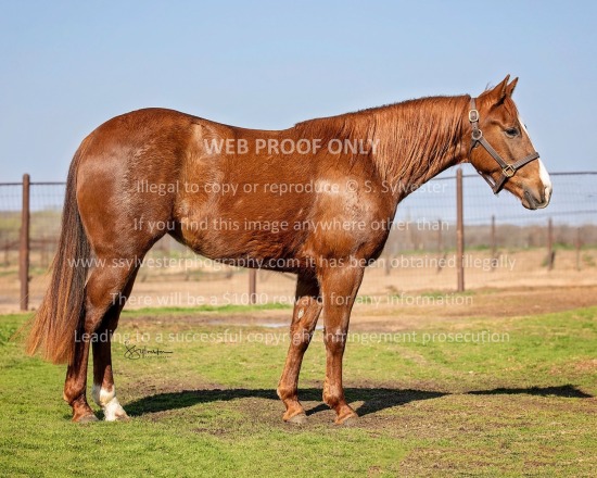 Holy Cow Perf. Horses 2023.03.03