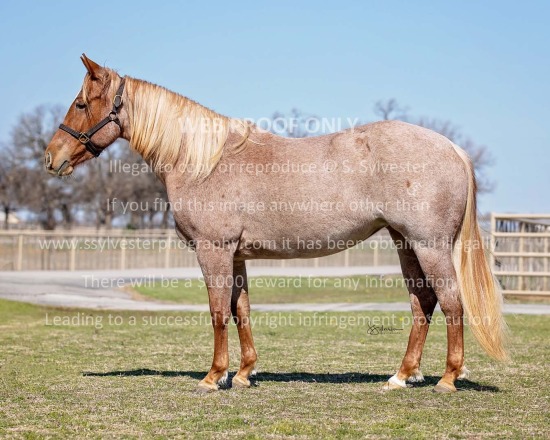 Perks, Lach 2023.03.03