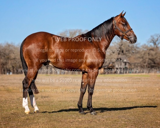 Moffitt Equine 2023.01.10