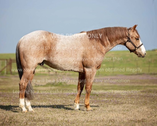 Matt Miller Cutting Horses 2023.03.07