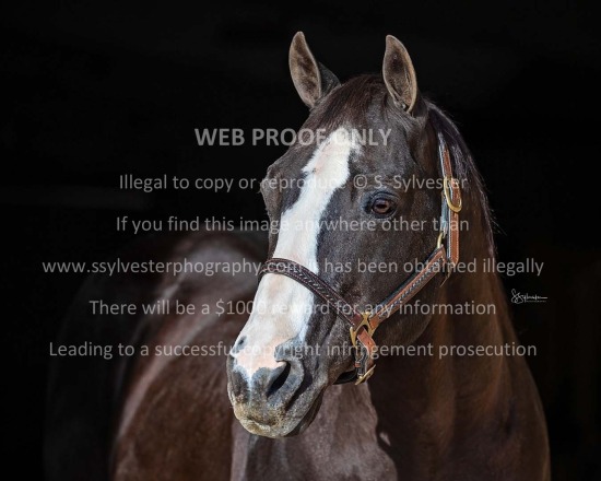 Moncrief Quarter Horses 2023.01.05