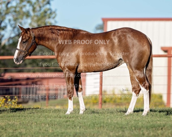 Wes Ashlock Performance Horses 2025.11.03