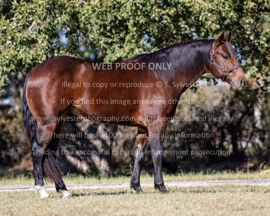 Schlegel Performance Horses 2025.10.27