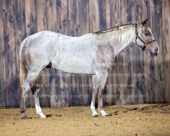 McGlothlin Cutting Horses 2025.10.30