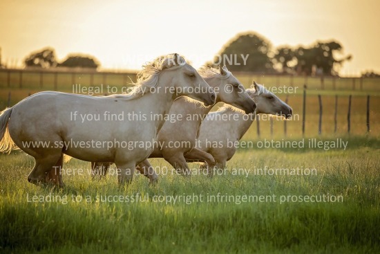 Mares & Foals