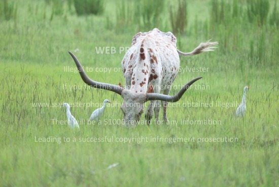 Longhorns