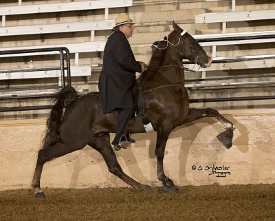The Strike Zone Tennesse Walking Horse show