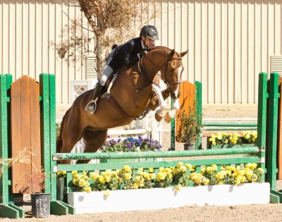Hunter Derby horse in Tucson Arizona