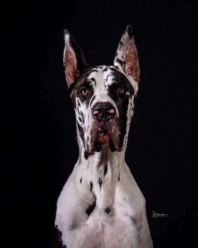 Dog Portrait by s. sylvester photography
