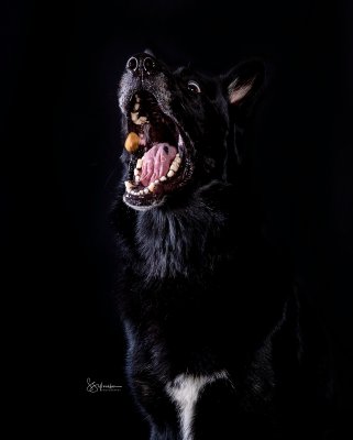 Black dog in a studio doing a treat catch