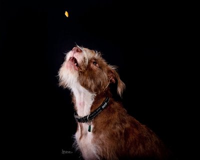 A scruffy dog attempting a treat catch in the studio