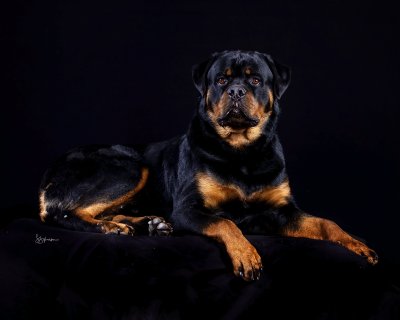 A Rottweiler lying down with a black background with studiolighting