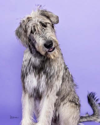An Irish Wolfhound puppy in the studio on a lavender backdrop