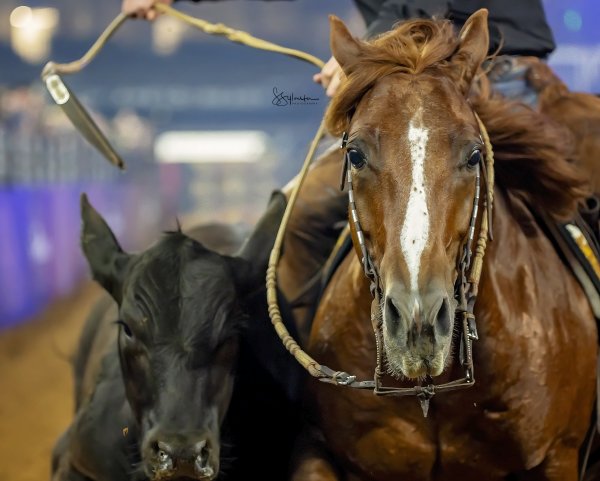 Close up reined cow horse fence photo