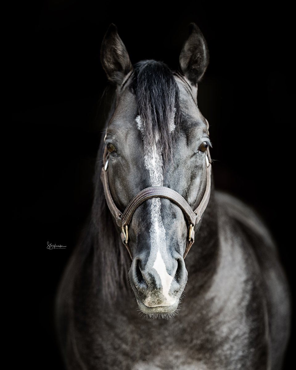 Horse black background portrait